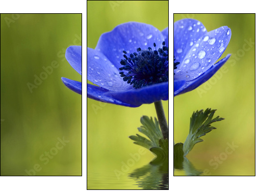 Błękit anemonu – kolory natury
 - Obraz trzyczęściowy, Tryptyk