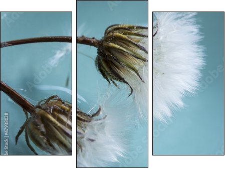 Dandelions  - Obraz trzyczęściowy, Tryptyk