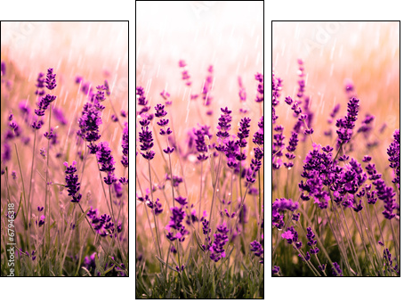 Lavendelfeld rot  - Obraz trzyczęściowy, Tryptyk