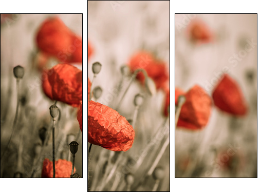 red poppy  - Obraz trzyczęściowy, Tryptyk