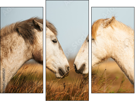 Two white horses of Camargue  - Obraz trzyczęściowy, Tryptyk
