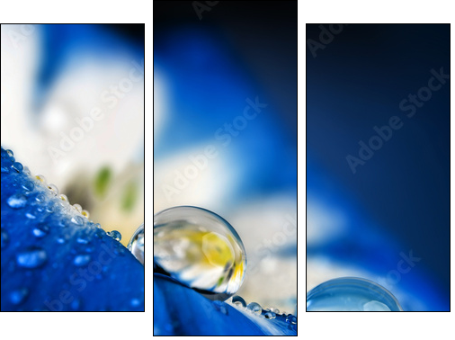 flower petal with drops  - Obraz trzyczęściowy, Tryptyk