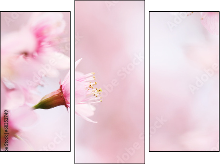sakura cherry blossom flowers  - Obraz trzyczęściowy, Tryptyk
