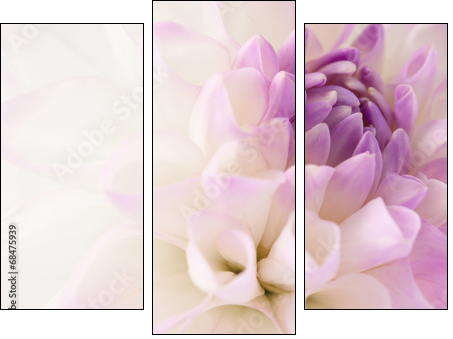 White dahlia close-up - Obraz trzyczęściowy, Tryptyk