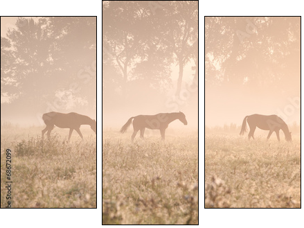 horses in sunshine and fog  - Obraz trzyczęściowy, Tryptyk