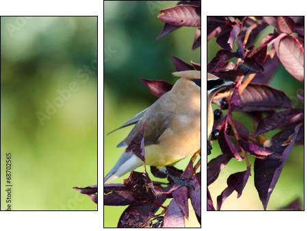 Cedar Waxwing  - Obraz trzyczęściowy, Tryptyk