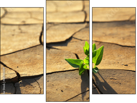 Plant growing through dry cracked soil  - Obraz trzyczęściowy, Tryptyk