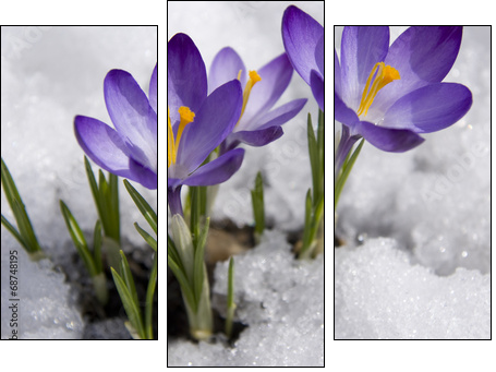 crocuses in snow  - Obraz trzyczęściowy, Tryptyk