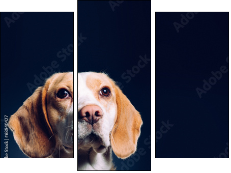 Portrait of a dog. Beagle. studio shot on dark background  - Obraz trzyczęściowy, Tryptyk