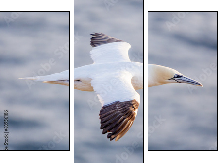Northern gannet in flight, Cape St. Mary 's, Newfoundland  - Obraz trzyczęściowy, Tryptyk