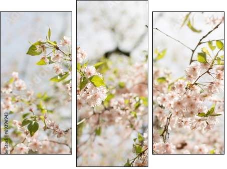 Close-up of sakura flower petals.  - Obraz trzyczęściowy, Tryptyk