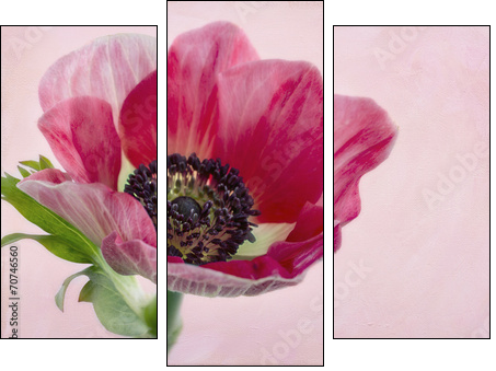 Closeup of anemone flower2  - Obraz trzyczęściowy, Tryptyk