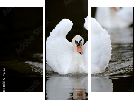 Swan in the lake  - Obraz trzyczęściowy, Tryptyk