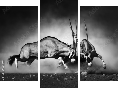 Gemsbok fight  - Obraz trzyczęściowy, Tryptyk