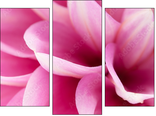 Pink dahlia close-up  - Obraz trzyczęściowy, Tryptyk