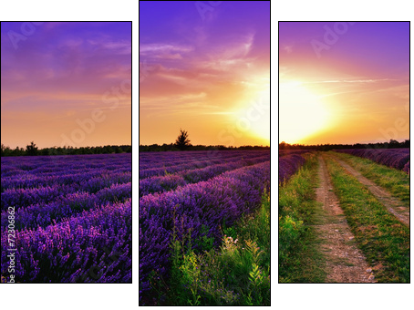 Lavender field  - Obraz trzyczęściowy, Tryptyk