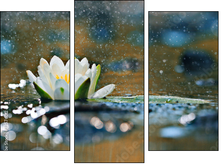 lily pads on the water  - Obraz trzyczęściowy, Tryptyk