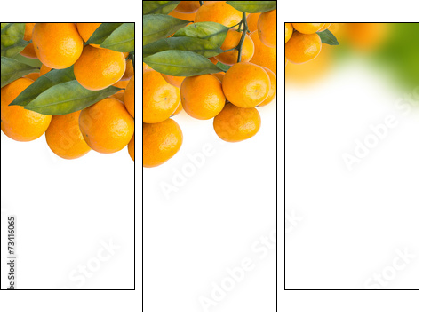 tangerine trees  - Obraz trzyczęściowy, Tryptyk