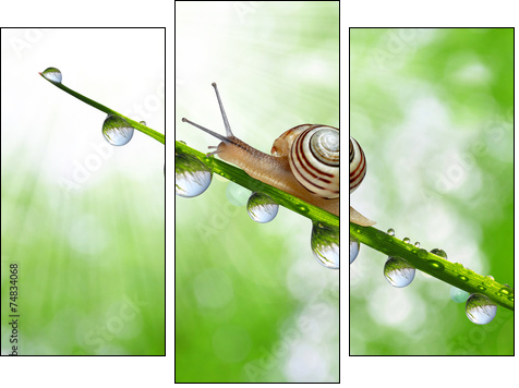 Snail on dewy grass close up  - Obraz trzyczęściowy, Tryptyk