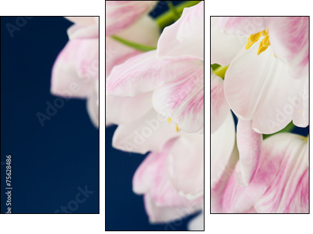 Pink tulips in vase on dark blue background  - Obraz trzyczęściowy, Tryptyk