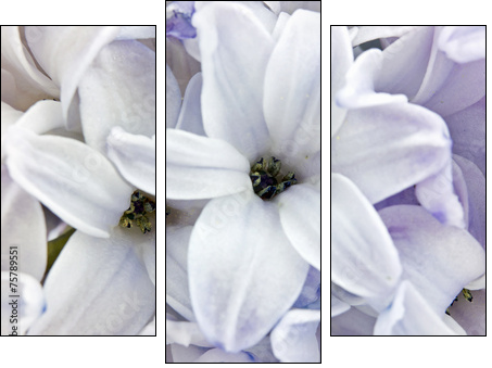 Hyacinth closeup  - Obraz trzyczęściowy, Tryptyk