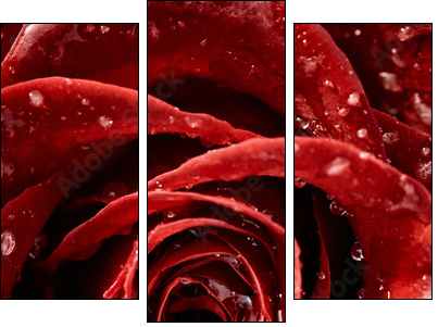 Red rose  - Obraz trzyczęściowy, Tryptyk