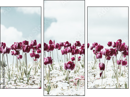 Retro Photo Of Tulip Garden In Spring  - Obraz trzyczęściowy, Tryptyk