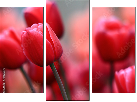 Pink tulips  - Obraz trzyczęściowy, Tryptyk