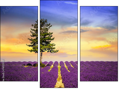 LAVENDER IN SOUTH OF FRANCE  - Obraz trzyczęściowy, Tryptyk