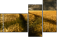 27477176