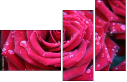 30650072