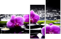 32250117