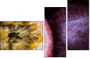36705995