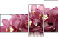 41625146