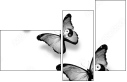 42537223