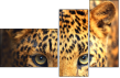 42852431