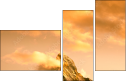 42979292