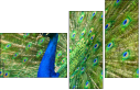 43782837