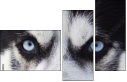 48885993