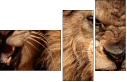 49550663