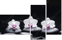 49632370