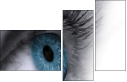 49921743