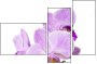 50610337