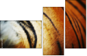 51974402