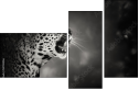 52783556