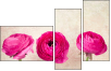 52805750