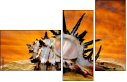55164339