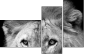 55206469