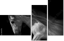 55501476