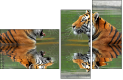 59476374